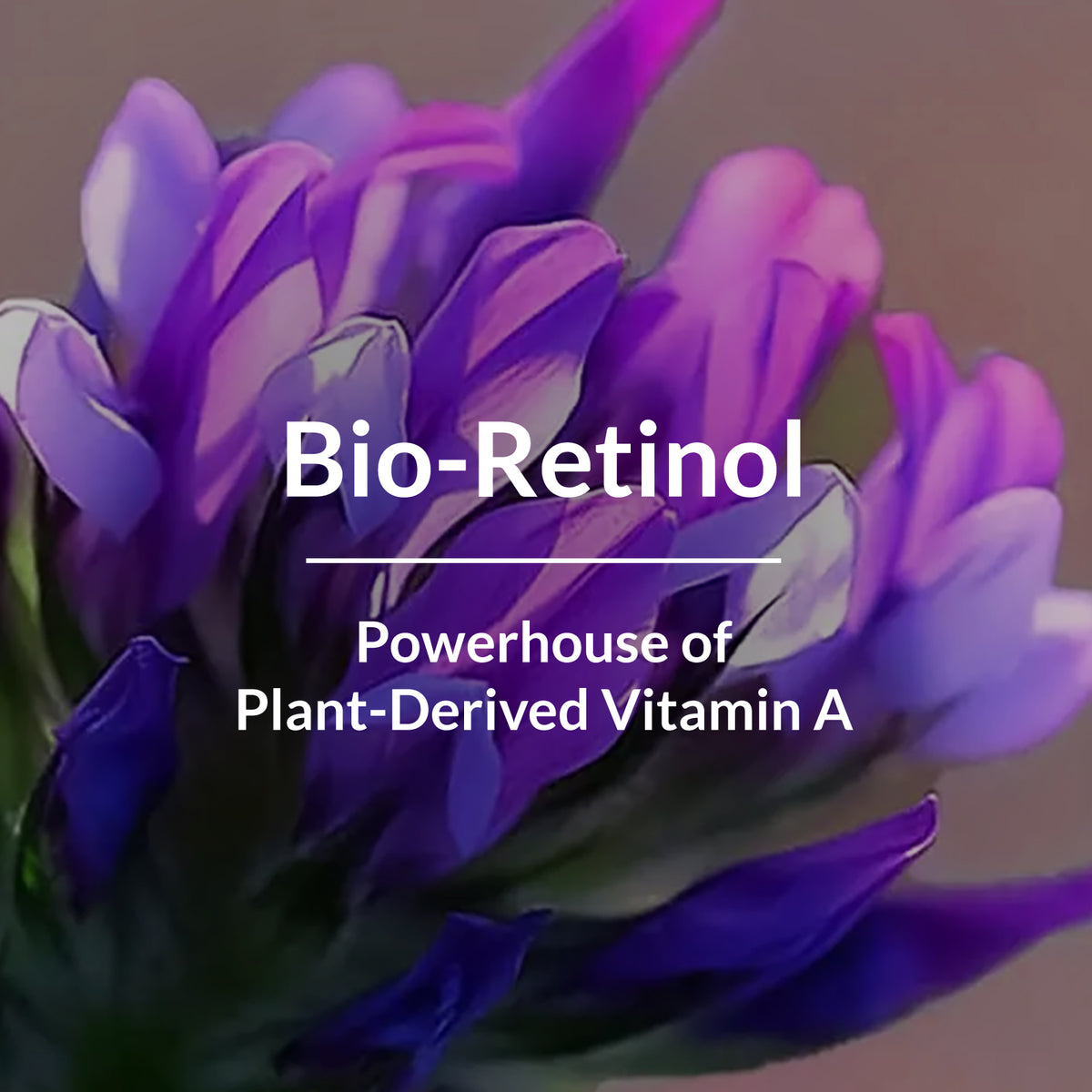 Lotus Botanicals Bio-Retinol Youth Radiance Anti-Ageing Ultra Crème